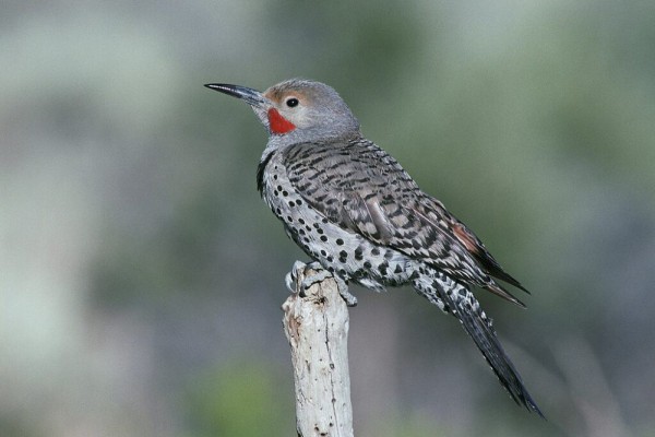 Attachment for 5 Burung Pelatuk dari Genus Colaptes yang Tinggal di Bolivia